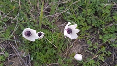 Anemone coronaria