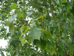 Populus × berolinensis