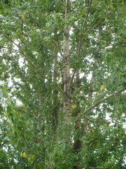 Populus × berolinensis