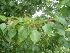 Populus × berolinensis