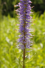 Veronicastrum sibiricum