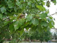 Populus × berolinensis