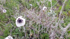 Anemone coronaria