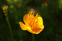 Trollius chinensis
