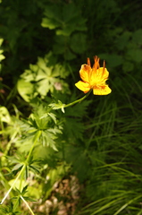 Trollius chinensis