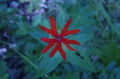 Silene fulgens