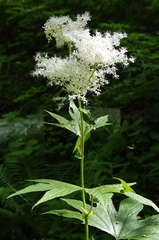 Filipendula palmata