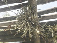 Tillandsia