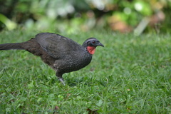 Penelope superciliaris