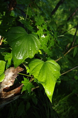 Dioscorea nipponica
