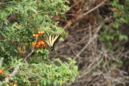 iNaturalist observation photo of Western Tiger Swallowtail