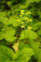 Liparis kumokiri