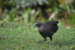 Penelope superciliaris