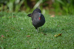 Penelope superciliaris