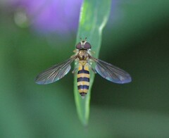 Meliscaeva cinctella image