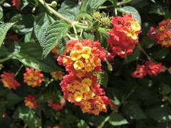 Lantana