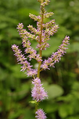 Astilbe chinensis
