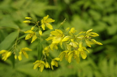 Lysimachia davurica