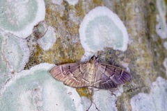 Pilocrocis ramentalis