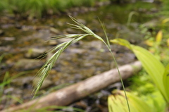 Elymus confusus