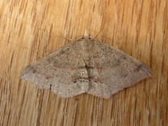 Rhinodia rostraria