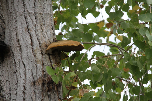 iNaturalist observation photo of Shaggy Bracket