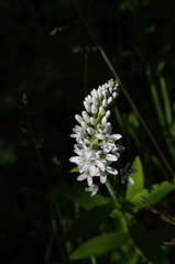 Lysimachia barystachys
