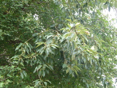 Populus longifolia