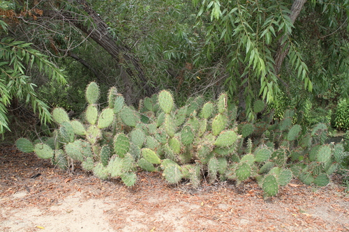 iNaturalist observation photo of Coastal Pricklypear