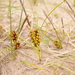 Carex pumila - Photo (c) Сергей Дудов, μερικά δικαιώματα διατηρούνται (CC BY-NC), uploaded by Сергей Дудов