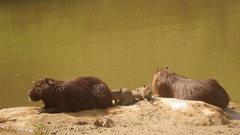 Hydrochoerus hydrochaeris