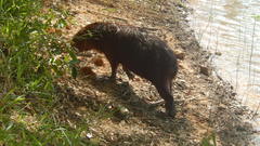 Hydrochoerus hydrochaeris