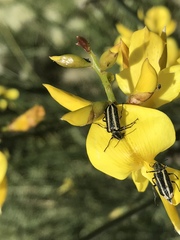 Astylus vittaticollis