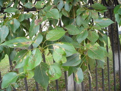 Populus rasumowskiana