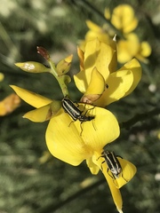 Astylus vittaticollis