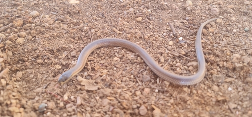 Bush’s Hooded Snake, Suta spectabilis