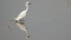 Egretta thula