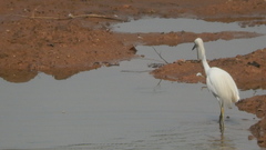 Egretta thula
