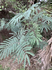 Senegalia berlandieri