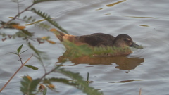 Amazonetta brasiliensis