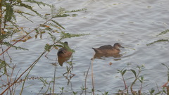 Amazonetta brasiliensis