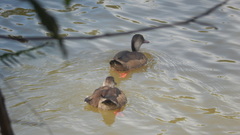 Amazonetta brasiliensis