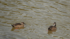 Amazonetta brasiliensis