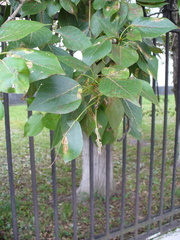 Populus rasumowskiana