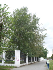 Populus rasumowskiana