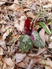 Trillium maculatum