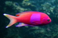 Pseudanthias pleurotaenia