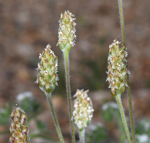 Desert Plantain