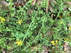 Tauschia texana