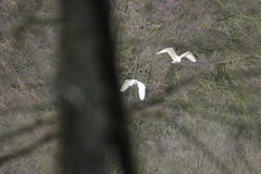 Ardea alba